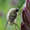 Zvimbeklė - Bombylius posticus | Fotografijos autorius : Oskaras Venckus | © Macrogamta.lt | Šis tinklapis priklauso bendruomenei kuri domisi makro fotografija ir fotografuoja gyvąjį makro pasaulį.