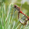 Kruvinoji skėtė - Sympetrum sanguineum | Fotografijos autorius : Povilas Sakalauskas | © Macrogamta.lt | Šis tinklapis priklauso bendruomenei kuri domisi makro fotografija ir fotografuoja gyvąjį makro pasaulį.