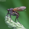 Snapmusė - Empis tessellata ♀ | Fotografijos autorius : Žilvinas Pūtys | © Macrogamta.lt | Šis tinklapis priklauso bendruomenei kuri domisi makro fotografija ir fotografuoja gyvąjį makro pasaulį.