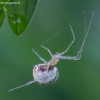 Paprastasis pinkliavoris - Enoplognatha ovata | Fotografijos autorius : Žilvinas Pūtys | © Macrogamta.lt | Šis tinklapis priklauso bendruomenei kuri domisi makro fotografija ir fotografuoja gyvąjį makro pasaulį.