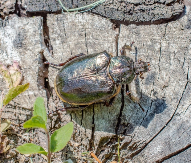  Niūriaspalvis auksavabalis - Osmoderma barnabita  | Fotografijos autorius : Virginijus Jaseliunas | © Macrogamta.lt | Šis tinklapis priklauso bendruomenei kuri domisi makro fotografija ir fotografuoja gyvąjį makro pasaulį.