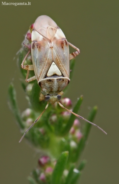  Marganugarė žolblakė - Lygus pratensis | Fotografijos autorius : Gintautas Steiblys | © Macronature.eu | Macro photography web site