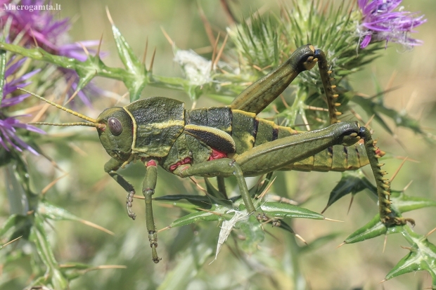  Shieldback Locust - Pamphagus cristatus ♂ | Fotografijos autorius : Gintautas Steiblys | © Macrogamta.lt | Šis tinklapis priklauso bendruomenei kuri domisi makro fotografija ir fotografuoja gyvąjį makro pasaulį.