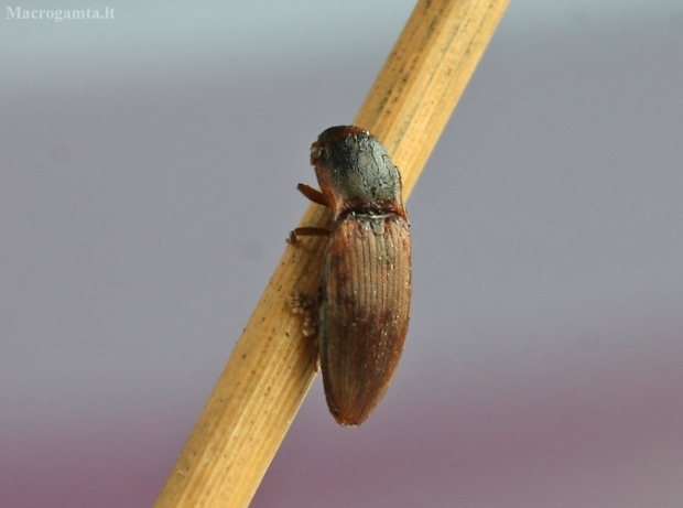 Pasėlinis dirvaspragšis - Agriotes sputator | Fotografijos autorius : Vytautas Gluoksnis | © Macrogamta.lt | Šis tinklapis priklauso bendruomenei kuri domisi makro fotografija ir fotografuoja gyvąjį makro pasaulį.