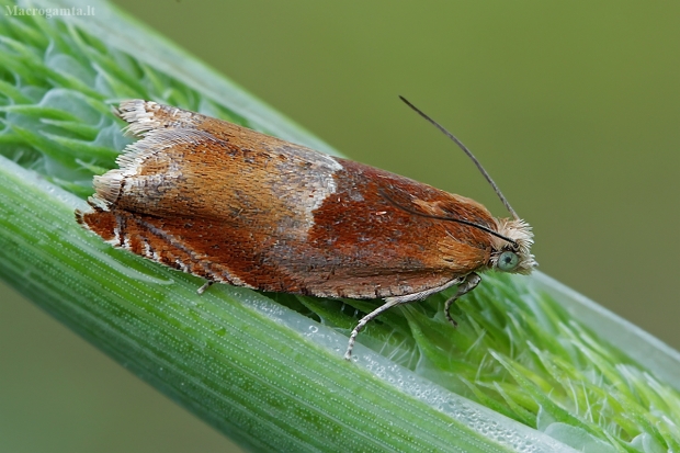 Ąžuolinis ancylis - Ancylis mitterbacheriana | Fotografijos autorius : Gintautas Steiblys | © Macrogamta.lt | Šis tinklapis priklauso bendruomenei kuri domisi makro fotografija ir fotografuoja gyvąjį makro pasaulį.