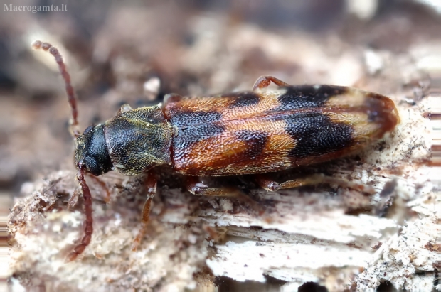 Ąžuolinis niūravabalis - Hypulus quercinus | Fotografijos autorius : Romas Ferenca | © Macrogamta.lt | Šis tinklapis priklauso bendruomenei kuri domisi makro fotografija ir fotografuoja gyvąjį makro pasaulį.