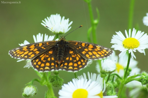 Šaškytė - Melitaea sp. | Fotografijos autorius : Vidas Brazauskas | © Macrogamta.lt | Šis tinklapis priklauso bendruomenei kuri domisi makro fotografija ir fotografuoja gyvąjį makro pasaulį.