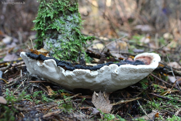 Šakninė pintenė - Heterobasidion annosum | Fotografijos autorius : Vytautas Gluoksnis | © Macrogamta.lt | Šis tinklapis priklauso bendruomenei kuri domisi makro fotografija ir fotografuoja gyvąjį makro pasaulį.
