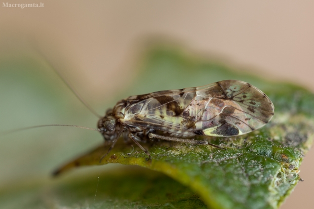 Šiengraužis - Trichadenotecnum majus | Fotografijos autorius : Žilvinas Pūtys | © Macrogamta.lt | Šis tinklapis priklauso bendruomenei kuri domisi makro fotografija ir fotografuoja gyvąjį makro pasaulį.