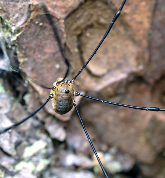 Šienpjovys - Leiobunum rotundum | Fotografijos autorius : Kazimieras Martinaitis | © Macrogamta.lt | Šis tinklapis priklauso bendruomenei kuri domisi makro fotografija ir fotografuoja gyvąjį makro pasaulį.