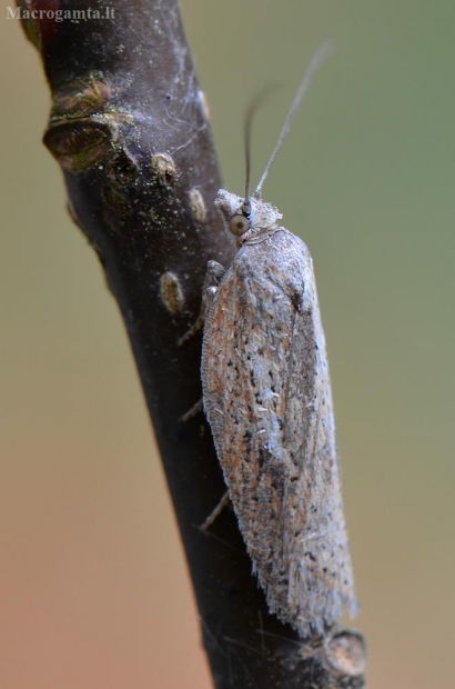 Rudasis akleris - Acleris rufana | Fotografijos autorius : Arūnas Eismantas | © Macrogamta.lt | Šis tinklapis priklauso bendruomenei kuri domisi makro fotografija ir fotografuoja gyvąjį makro pasaulį.