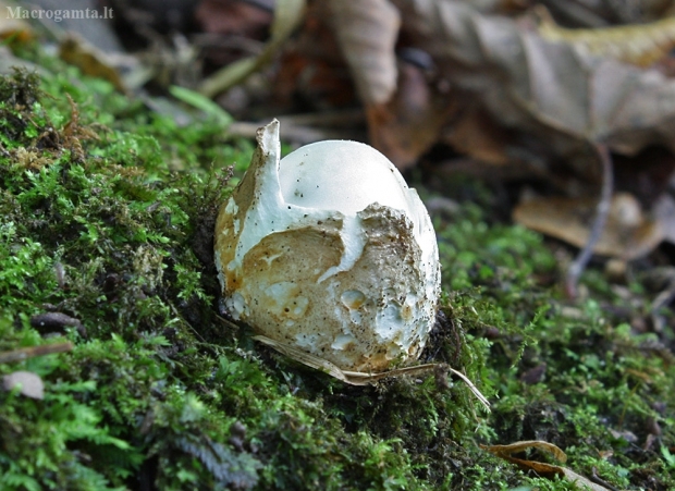Šilkaviršė šydabudė - Volvariella bombycina | Fotografijos autorius : Vytautas Gluoksnis | © Macrogamta.lt | Šis tinklapis priklauso bendruomenei kuri domisi makro fotografija ir fotografuoja gyvąjį makro pasaulį.
