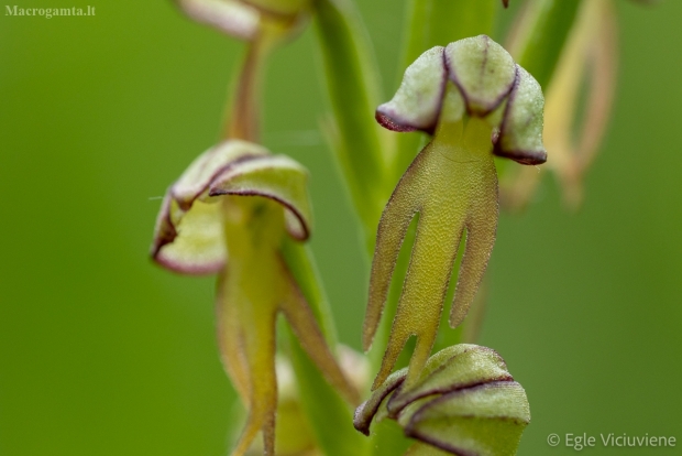 Šlaitinis beragis - Orchis anthropophora | Fotografijos autorius : Eglė Vičiuvienė | © Macrogamta.lt | Šis tinklapis priklauso bendruomenei kuri domisi makro fotografija ir fotografuoja gyvąjį makro pasaulį.