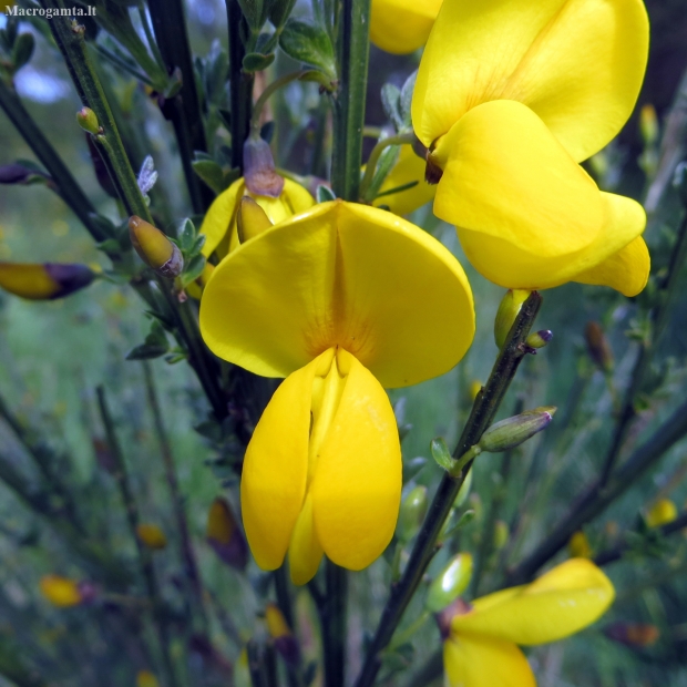 Šluotinis raipstas - Cytisus scoparius | Fotografijos autorius : Vitalii Alekseev | © Macrogamta.lt | Šis tinklapis priklauso bendruomenei kuri domisi makro fotografija ir fotografuoja gyvąjį makro pasaulį.