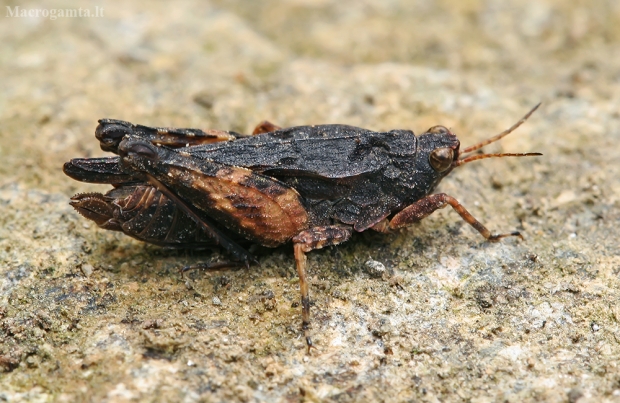 Ilgaūsis šokliukas - Tetrix tenuicornis | Fotografijos autorius : Gintautas Steiblys | © Macrogamta.lt | Šis tinklapis priklauso bendruomenei kuri domisi makro fotografija ir fotografuoja gyvąjį makro pasaulį.