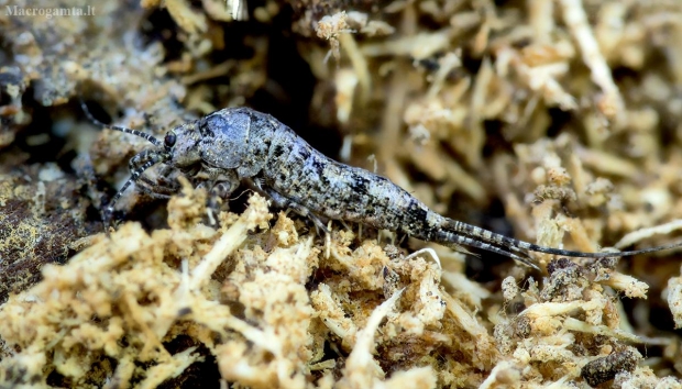 Šoklusis pirmažandis - Lepismachilis y-signata ? | Fotografijos autorius : Kazimieras Martinaitis | © Macrogamta.lt | Šis tinklapis priklauso bendruomenei kuri domisi makro fotografija ir fotografuoja gyvąjį makro pasaulį.