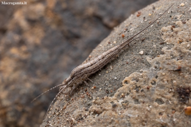 Jumping Bristletail - Silvestrichilis sp. | Fotografijos autorius : Žilvinas Pūtys | © Macronature.eu | Macro photography web site