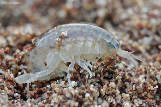 Šoniplauka - Talitroidea | Fotografijos autorius : Gintautas Steiblys | © Macrogamta.lt | Šis tinklapis priklauso bendruomenei kuri domisi makro fotografija ir fotografuoja gyvąjį makro pasaulį.