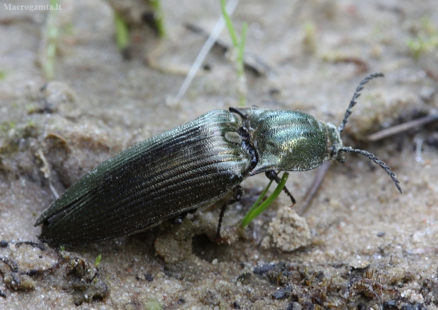 Šukaūsis pievaspragšis - Ctenicera pectinicornis | Fotografijos autorius : Vytautas Gluoksnis | © Macrogamta.lt | Šis tinklapis priklauso bendruomenei kuri domisi makro fotografija ir fotografuoja gyvąjį makro pasaulį.