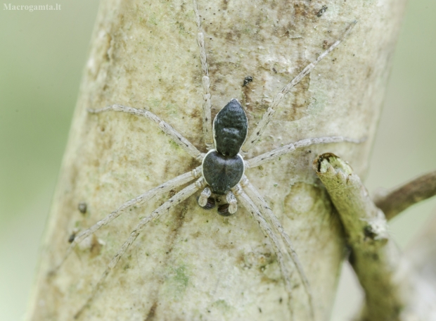 Dvispalvis vikrūnas - Philodromus dispar | Fotografijos autorius : Kazimieras Martinaitis | © Macrogamta.lt | Šis tinklapis priklauso bendruomenei kuri domisi makro fotografija ir fotografuoja gyvąjį makro pasaulį.