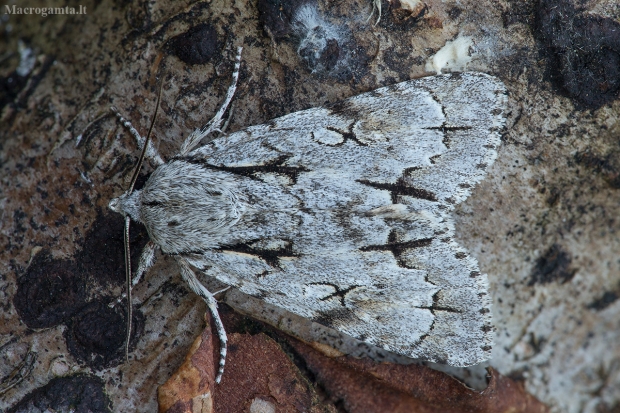 Šviespilkis strėlinukas - Acronicta cuspis | Fotografijos autorius : Žilvinas Pūtys | © Macrogamta.lt | Šis tinklapis priklauso bendruomenei kuri domisi makro fotografija ir fotografuoja gyvąjį makro pasaulį.