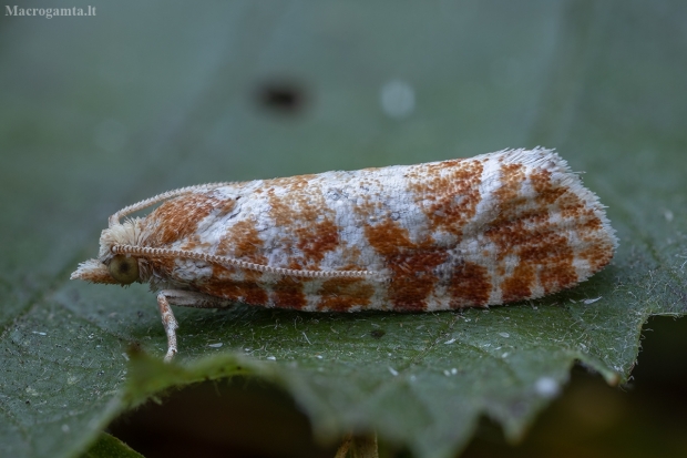 Ūglinė riacionija (ūglinė evetrija) - Rhyacionia pinicolana | Fotografijos autorius : Žilvinas Pūtys | © Macrogamta.lt | Šis tinklapis priklauso bendruomenei kuri domisi makro fotografija ir fotografuoja gyvąjį makro pasaulį.
