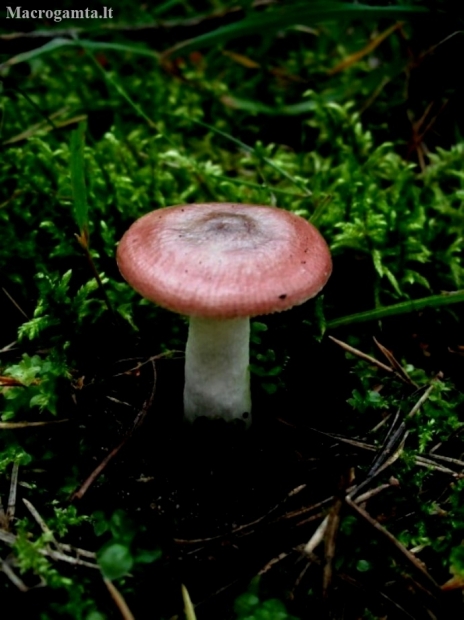 Brittlegill - Russula silvestris | Fotografijos autorius : Aleksandras Stabrauskas | © Macronature.eu | Macro photography web site