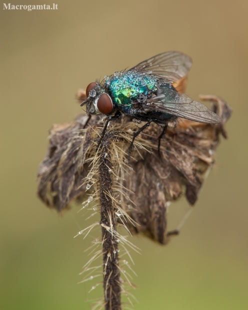 Marsh Greenbottle Fly - Lucilia silvarum ♀ | Fotografijos autorius : Žilvinas Pūtys | © Macronature.eu | Macro photography web site