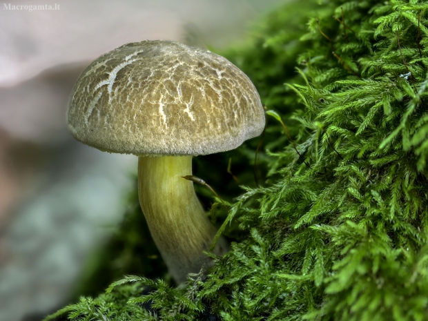 Žalsvasis aksombaravykis - Xerocomus subtomentosus | Fotografijos autorius : Kazimieras Martinaitis | © Macrogamta.lt | Šis tinklapis priklauso bendruomenei kuri domisi makro fotografija ir fotografuoja gyvąjį makro pasaulį.