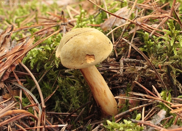 Žalsvasis aksombaravykis - Xerocomus subtomentosus | Fotografijos autorius : Vytautas Gluoksnis | © Macrogamta.lt | Šis tinklapis priklauso bendruomenei kuri domisi makro fotografija ir fotografuoja gyvąjį makro pasaulį.
