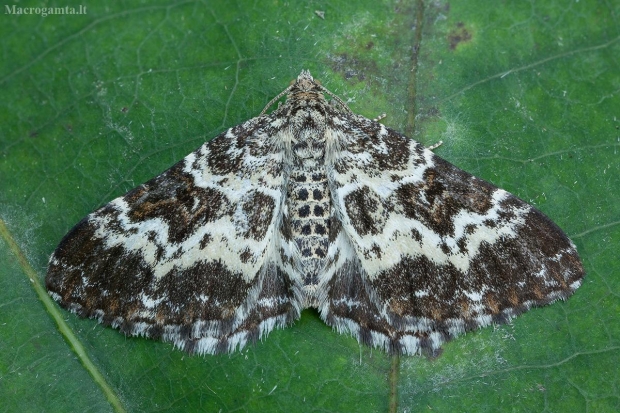 Žiedinė cidarija - Epirrhoe tristata | Fotografijos autorius : Žilvinas Pūtys | © Macrogamta.lt | Šis tinklapis priklauso bendruomenei kuri domisi makro fotografija ir fotografuoja gyvąjį makro pasaulį.