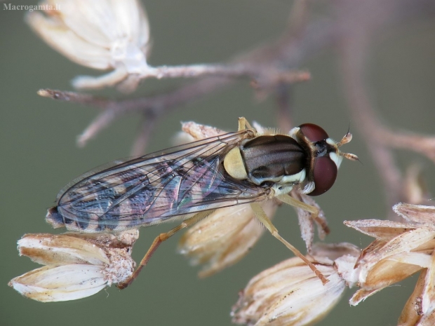 Žiedmusė ? | Fotografijos autorius : Vidas Brazauskas | © Macrogamta.lt | Šis tinklapis priklauso bendruomenei kuri domisi makro fotografija ir fotografuoja gyvąjį makro pasaulį.