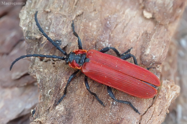 Žiedvabalis - Lygistopterus sanguineus | Fotografijos autorius : Romas Ferenca | © Macrogamta.lt | Šis tinklapis priklauso bendruomenei kuri domisi makro fotografija ir fotografuoja gyvąjį makro pasaulį.