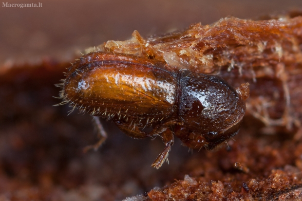 Žievėgraužis graveris - Pityogenes chalcographus ♀ | Fotografijos autorius : Žilvinas Pūtys | © Macrogamta.lt | Šis tinklapis priklauso bendruomenei kuri domisi makro fotografija ir fotografuoja gyvąjį makro pasaulį.