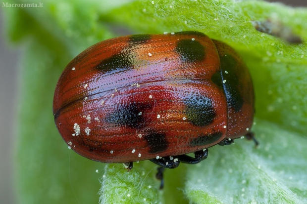 Žilvitinis dygblauzdis - Gonioctena viminalis | Fotografijos autorius : Žilvinas Pūtys | © Macrogamta.lt | Šis tinklapis priklauso bendruomenei kuri domisi makro fotografija ir fotografuoja gyvąjį makro pasaulį.