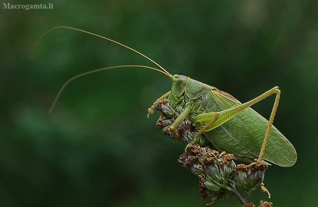 Žiogas giesmininkas - Tettigonia cantans | Fotografijos autorius : Armandas Kazlauskas | © Macrogamta.lt | Šis tinklapis priklauso bendruomenei kuri domisi makro fotografija ir fotografuoja gyvąjį makro pasaulį.