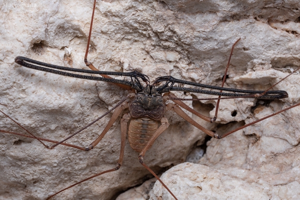 Žiužiakojis - Phrynichus jayakari | Fotografijos autorius : Žilvinas Pūtys | © Macrogamta.lt | Šis tinklapis priklauso bendruomenei kuri domisi makro fotografija ir fotografuoja gyvąjį makro pasaulį.