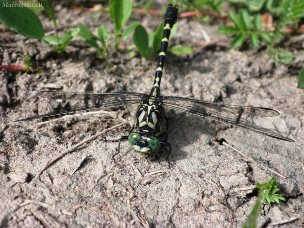 Žnyplinis laumžirgis - Onychogomphus forcipatus (patinas) | Fotografijos autorius : Agnė Kulpytė | © Macrogamta.lt | Šis tinklapis priklauso bendruomenei kuri domisi makro fotografija ir fotografuoja gyvąjį makro pasaulį.