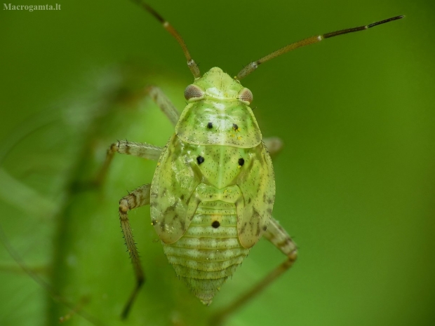 Žolblakė - Lygus sp, nimfa | Fotografijos autorius : Vidas Brazauskas | © Macrogamta.lt | Šis tinklapis priklauso bendruomenei kuri domisi makro fotografija ir fotografuoja gyvąjį makro pasaulį.