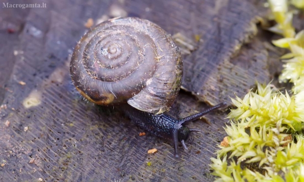 Žolinė šeriuotė - Trochulus hispidus | Fotografijos autorius : Romas Ferenca | © Macrogamta.lt | Šis tinklapis priklauso bendruomenei kuri domisi makro fotografija ir fotografuoja gyvąjį makro pasaulį.