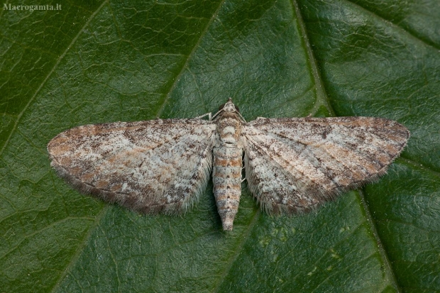 Žvaigždūninis sprindytis - Eupithecia subumbrata | Fotografijos autorius : Žilvinas Pūtys | © Macrogamta.lt | Šis tinklapis priklauso bendruomenei kuri domisi makro fotografija ir fotografuoja gyvąjį makro pasaulį.