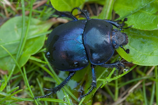 Žvilgantysis mėšlavabalis - Trypocopris vernalis | Fotografijos autorius : Žilvinas Pūtys | © Macrogamta.lt | Šis tinklapis priklauso bendruomenei kuri domisi makro fotografija ir fotografuoja gyvąjį makro pasaulį.