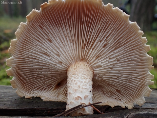 Žvynuotasis dantūnis - Neolentinus lepideus | Fotografijos autorius : Vitalij Drozdov | © Macrogamta.lt | Šis tinklapis priklauso bendruomenei kuri domisi makro fotografija ir fotografuoja gyvąjį makro pasaulį.