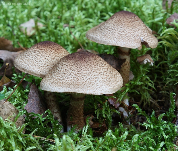 Žvynuotasis nuosėdis - Cortinarius pholideus | Fotografijos autorius : Vytautas Gluoksnis | © Macrogamta.lt | Šis tinklapis priklauso bendruomenei kuri domisi makro fotografija ir fotografuoja gyvąjį makro pasaulį.