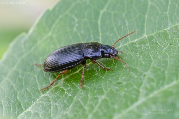 Vikriažygis | Pseudoophonus griseus | Fotografijos autorius : Darius Baužys | © Macrogamta.lt | Šis tinklapis priklauso bendruomenei kuri domisi makro fotografija ir fotografuoja gyvąjį makro pasaulį.