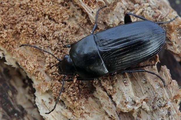 Juodasis liūnžygis - Oodes helopioides | Fotografijos autorius : Gintautas Steiblys | © Macrogamta.lt | Šis tinklapis priklauso bendruomenei kuri domisi makro fotografija ir fotografuoja gyvąjį makro pasaulį.