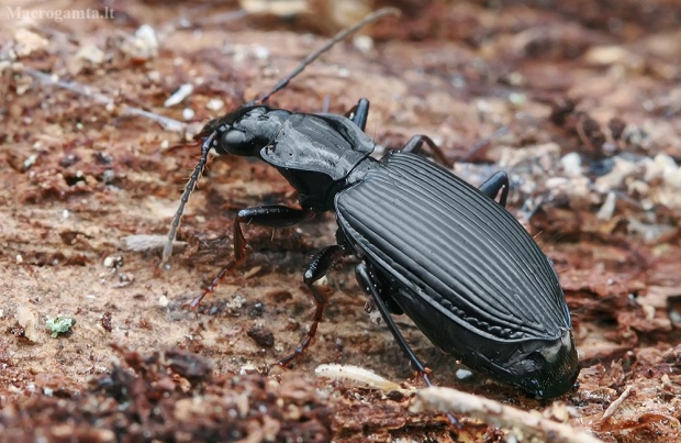 Paprastasis juodžygis - Limodromus assimilis | Fotografijos autorius : Gintautas Steiblys | © Macrogamta.lt | Šis tinklapis priklauso bendruomenei kuri domisi makro fotografija ir fotografuoja gyvąjį makro pasaulį.