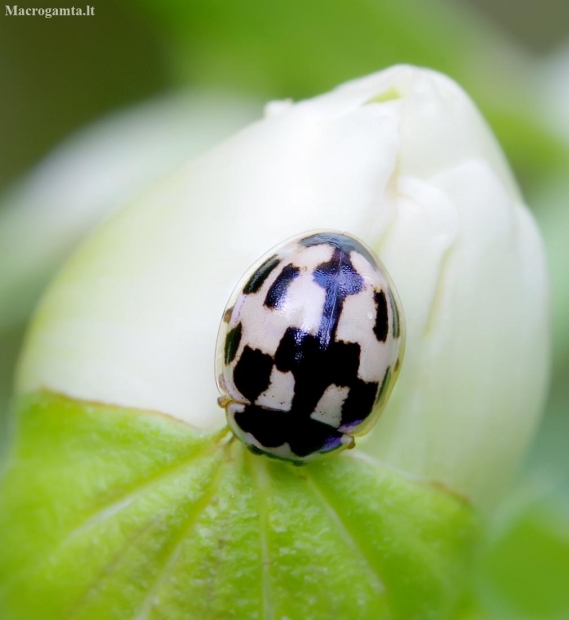 14-spotted ladybird beetle  - Propylea quatuordecimpunctata | Fotografijos autorius : Romas Ferenca | © Macronature.eu | Macro photography web site