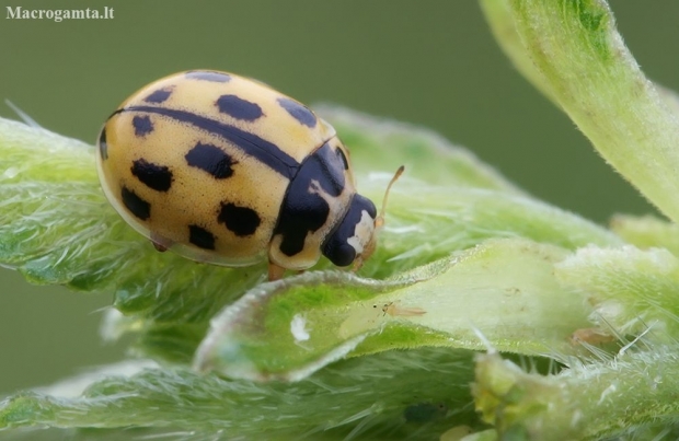 14-spotted ladybird beetle - Propylea quatuordecimpunctata f. tetragonata | Fotografijos autorius : Gintautas Steiblys | © Macronature.eu | Macro photography web site