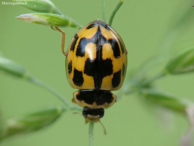 Juodasiūlė boružė - Propylea quatuordecimpunctata | Fotografijos autorius : Vidas Brazauskas | © Macronature.eu | Macro photography web site